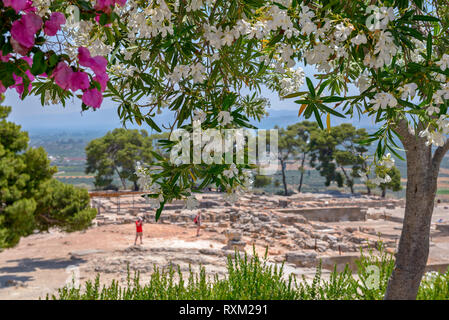 Les arbres en fleurs et site archéologique du palais de Phaistos en Crète Banque D'Images