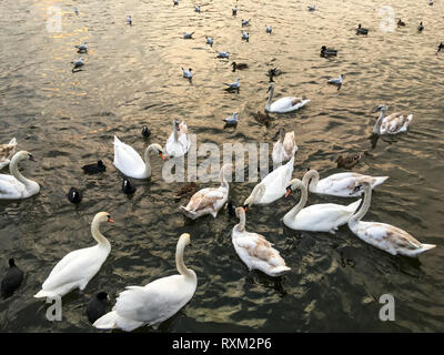 Un mélange d'oiseaux sur une rivière. Quelques cygnes, canards et les mouettes sont là. Banque D'Images