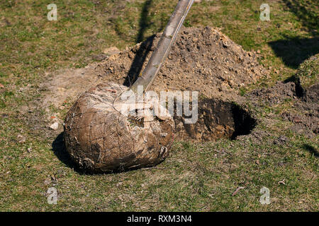 Jeune arbre à feuilles caduques avec une motte de racines enveloppées dans de la toile de jute prêt à être planté dans un trou creusé, un jour de printemps Banque D'Images