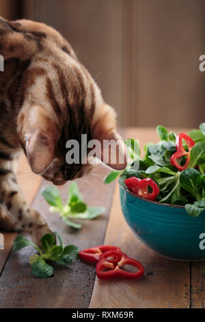 Studio Shot of fresh green salade de maïs avec des poivrons paprika joints toriques avec chat bengal curieusement l'inspection Banque D'Images