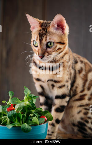 Studio Shot of fresh green salade de maïs avec des poivrons paprika joints toriques avec chat bengal curieusement l'inspection Banque D'Images