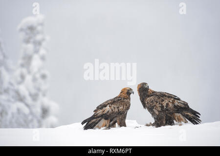 Paire d'Aigles royaux adultes sur une proie dans la neige durant l'hiver, le parc national d'Oulanka, Finlande Banque D'Images