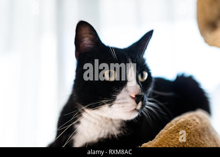 Un chat noir avec un museau noir et blanc, se trouve sur un brown, cat scratcher à l'intérieur de la maison. Banque D'Images