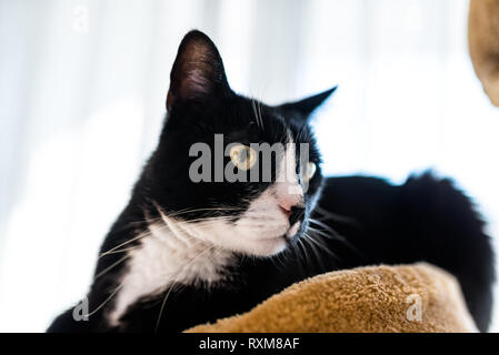 Un chat noir avec un museau noir et blanc, se trouve sur un brown, cat scratcher à l'intérieur de la maison. Banque D'Images