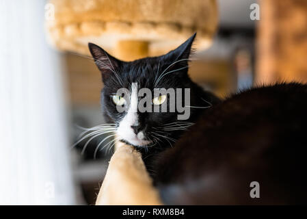 Un chat noir avec un museau noir et blanc, se trouve sur un brown, cat scratcher à l'intérieur de la maison. Banque D'Images