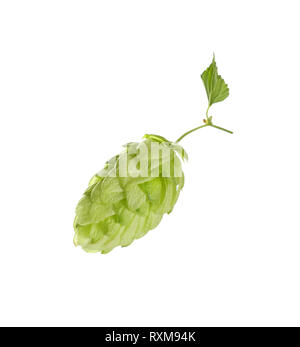 Près d'un cône de houblon vert frais sur la branche avec la feuille, ingrédient pour la bière ou la phytothérapie, isolé sur fond blanc, low angle view Banque D'Images