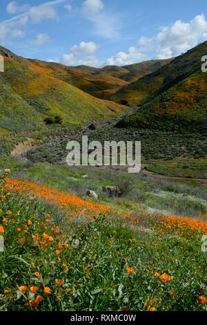 Bloom Super 2019. Le Walker Canyon champs de pavot ont été fermées par la ville de Lake Elsinore en raison de la grande foule. Photo prise le 9 mars. Banque D'Images