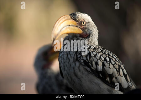 Un oiseau calao bec jaune dans un arbre Banque D'Images