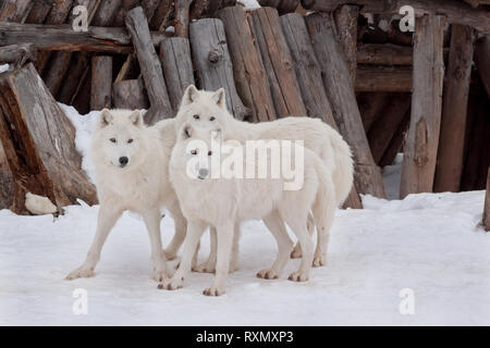 Toundra de l'alaska sauvage trois loups jouent sur la neige blanche. Canis lupus arctos. Le loup polaire ou White wolf. Les animaux de la faune. Banque D'Images