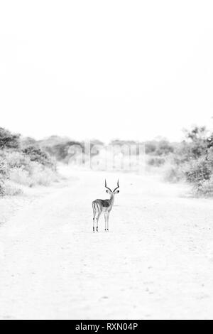 Image en noir et blanc d'un impala, Etosha National Park, Namibie. Banque D'Images