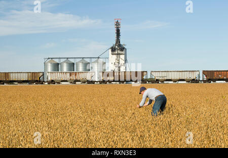 Un homme mûr, scouts soya récolte champ avec un terminal céréalier à l'intérieur des terres dans l'arrière-plan, près de Rosser, Manitoba, Canada Banque D'Images