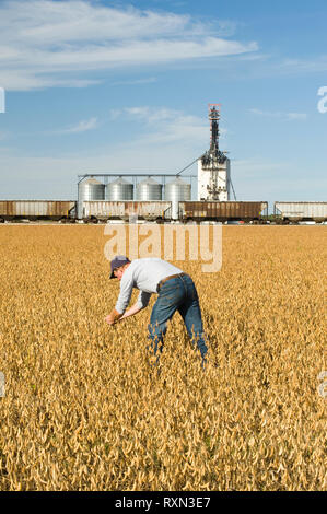 Un homme mûr, scouts soya récolte champ avec un terminal céréalier à l'intérieur des terres dans l'arrière-plan, près de Rosser, Manitoba, Canada Banque D'Images