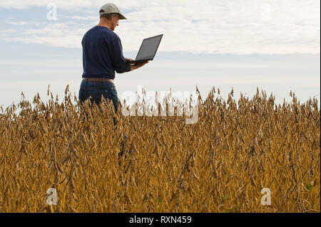 Un agriculteur à l'aide d'un ordinateur dans un champ de soja, prêt de la récolte, près de Grande Pointe, au Manitoba, Canada Banque D'Images