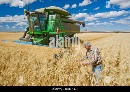 Agriculteur en face de sa moissonneuse-batteuse, examine la récolte pendant la récolte de blé dur, près de Ponteix, Saskatchewan, Canada Banque D'Images