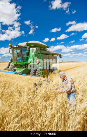 Agriculteur en face de sa moissonneuse-batteuse, examine la récolte pendant la récolte de blé dur, près de Ponteix, Saskatchewan, Canada Banque D'Images