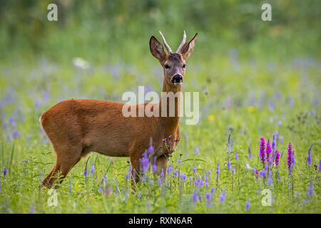 Chevreuil buck en été sur une prairie pleine de fleurs. Banque D'Images