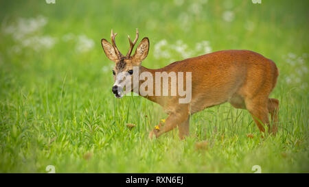 Les jeunes chevreuils marche sur champ de foin en été pacifiquement à mâcher Banque D'Images