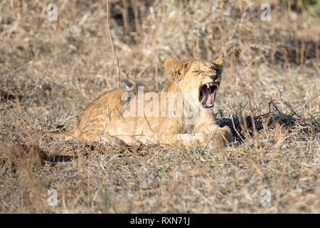 Un jeune lion cub le bâillement montrant ses dents Banque D'Images