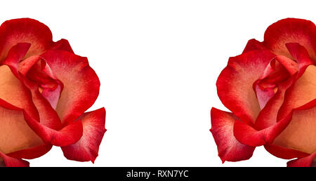 La vie encore de deux macro couleur orange rose rouge fleurs isolées avec texture détaillées sur fond blanc Banque D'Images