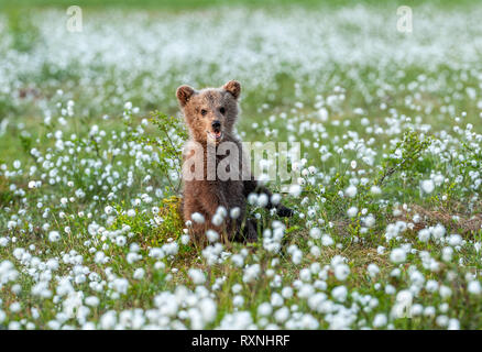 Brown Bear cub jouant sur le terrain parmi les fleurs blanches. Ourson se dresse sur ses pattes arrière. Nom scientifique : Ursus arctos. Banque D'Images