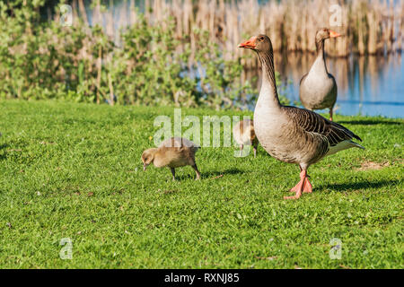 Une oie cendrée famille avec deux poussins sur un pré vert au bord du lac en Allemagne, Europe Banque D'Images