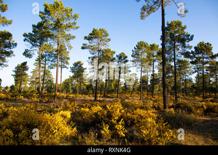 Lever du soleil dans les forêts de pins de Comporta au printemps Banque D'Images