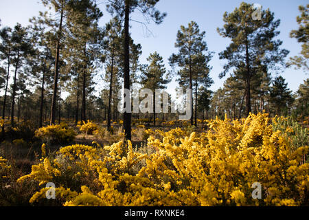 Lever du soleil dans les forêts de pins de Comporta au printemps Banque D'Images