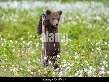 Brown Bear cub jouant sur le terrain parmi les fleurs blanches. Ourson se dresse sur ses pattes arrière. Nom scientifique : Ursus arctos. Banque D'Images
