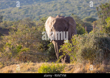 Elephant walking towards camera dans Addo Elephant National Park à Port Elizabeth - Afrique du Sud Banque D'Images