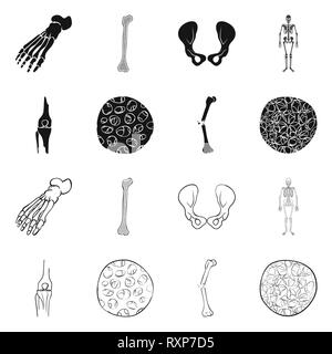 Fémur,pieds,de,la hanche,appareil locomoteur Fracture,fibres,ostéoporose,cheville,bony,joints,sain,scientifique,la douleur,cell,jambe,bassin,tissu,biais,squelettique, la podologie, la chirurgie du genou,,system,dommage,musculaire,avant-pied,conjonctif,tibia,body,cartilage épithélium,médecine,clinique,biologie,médical,os,,squelette anatomie,des,organes,,set,icône,,illustration,collection,isolé,design,graphisme,élément vecteur vecteurs,signer , Illustration de Vecteur