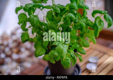 Basilico, une belle plante de basilic dans mon jardin Banque D'Images