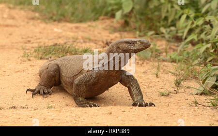 Terre Sri-Lankais Varan, parc national de Yala, au Sri Lanka Banque D'Images