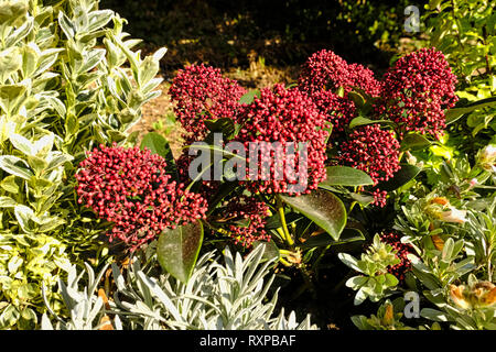 Couleur BOURGOGNE Skimmia en fleurs au début du printemps Banque D'Images