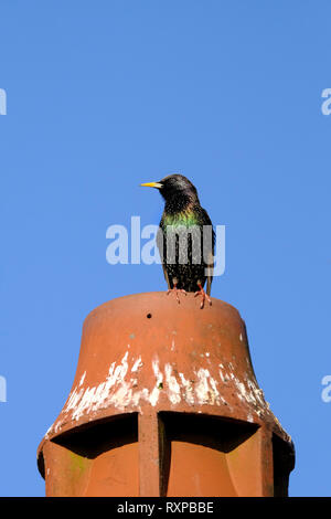 Starling unique perché au sommet d'une cheminée en terre cuite pot sur toit de maison Banque D'Images