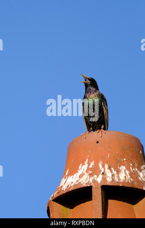 Starling unique appelant perché au sommet d'une cheminée en terre cuite pot sur toit de maison Banque D'Images