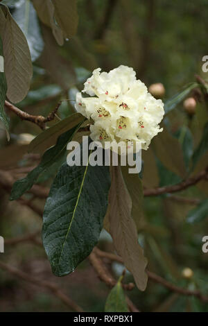 Rhododendron macabeanum à Clyne gardens, Swansea, Pays de Galles, Royaume-Uni. Banque D'Images