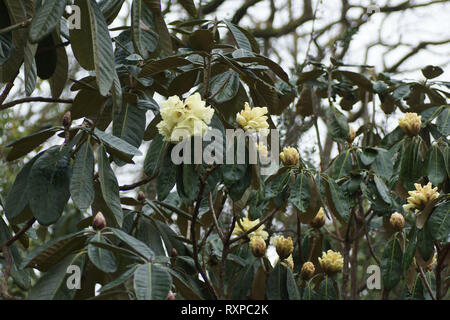 Rhododendron macabeanum à Clyne gardens, Swansea, Pays de Galles, Royaume-Uni. Banque D'Images