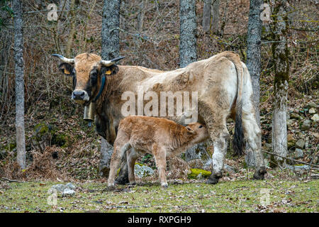 Vache Aubrac et veau, l'hiver dans la vallée, Tarascon sur Ariege, Ariège, Pyrénées, Pyrénées, France, UNION EUROPÉENNE Banque D'Images