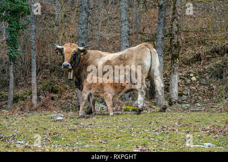 Vache Aubrac et veau, l'hiver dans la vallée, Tarascon sur Ariege, Ariège, Pyrénées, Pyrénées, France, UNION EUROPÉENNE Banque D'Images