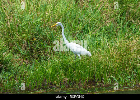 Grande aigrette (Ardea alba) sur banque luxuriante de Victoria nil dans Murchison Falls National Park, au nord de l'Ouganda, l'Afrique de l'Est Banque D'Images