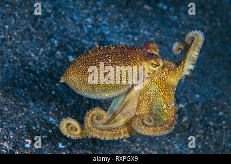 Mototi venimeux (Octopus) mototi Amphioctopus affiche anneau bleu qu'elle s'échappe, en sautant le long de la mer.. Détroit de Lembeh (Indonésie). Banque D'Images