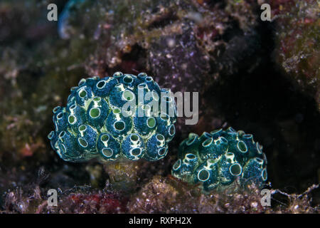 Les tuniciers Lollipop (Nephtheis fascicularis), des colonies de tuniciers bleu poussant sur un pédoncule. Détroit de Lembeh (Indonésie). Banque D'Images