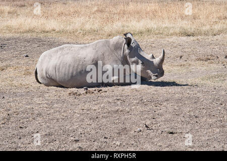 Rhinocéros blanc ou d'herbe Ceratotherium simum) reposant Banque D'Images