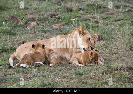 Femme lion (Panthera leo) suckling deux oursons et toilettage d'un tiers. Banque D'Images