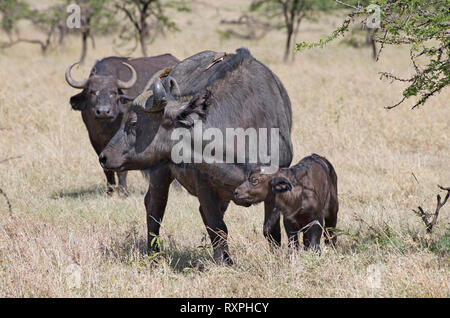 L'Afrique ou buffle (Syncerus caffer) femelle avec jeune veau Banque D'Images