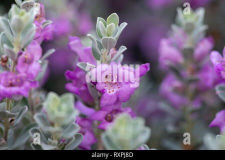 L'UEM est un Silku Bush bush particulière gris/blanc avec des feuilles et fleurs violettes. Banque D'Images