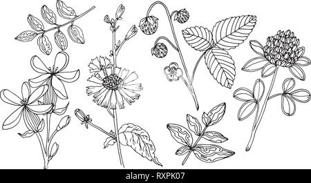 Doodle doodles vecteur floral avec des éléments en noir et blanc pour les colorier Illustration de Vecteur