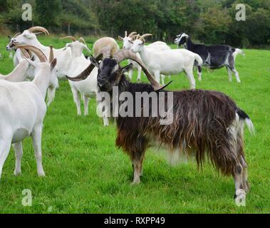 Un nombre impressionnant de bouc avec des cornes, debout sur un pré avec d'autres chèvres. L'Irlande. Banque D'Images