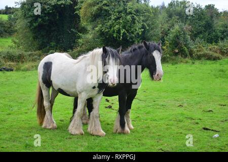 Deux chevaux Tinker en Irlande, l'un noir avec un blaze et un piebald blanc-noir. Le noir a un peu de barbe. Banque D'Images