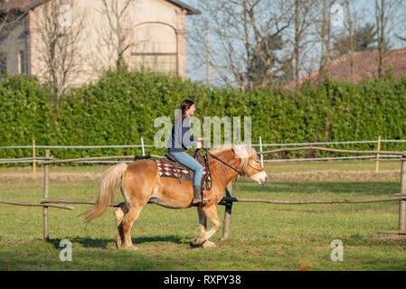 Les chevaux courent librement dans la prairie Banque D'Images